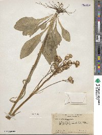 Senecio integerrimus image