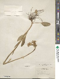 Senecio integerrimus image