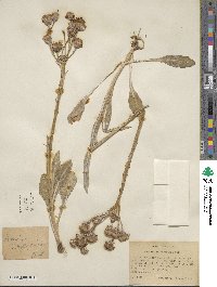 Senecio integerrimus image