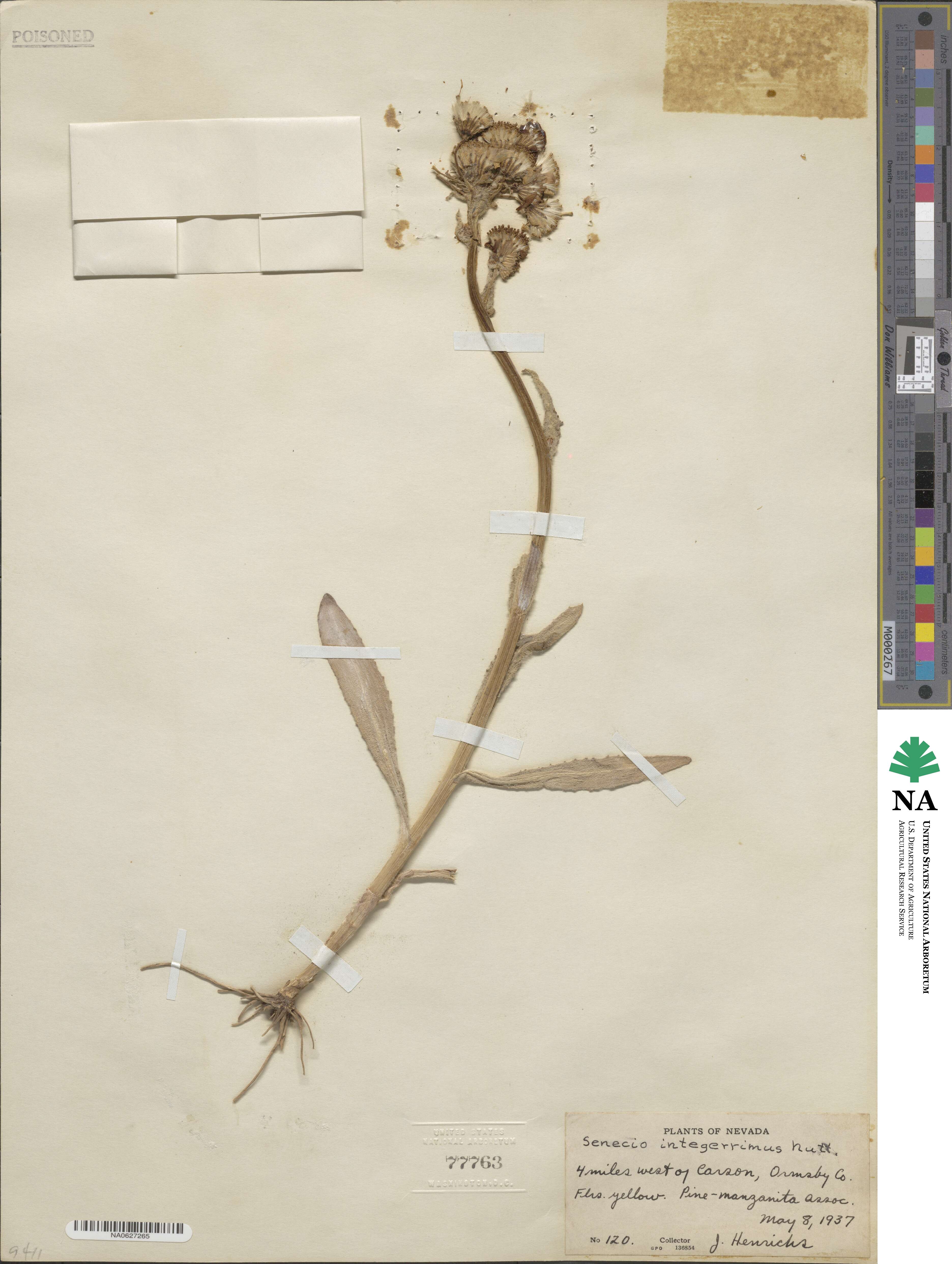 Senecio integerrimus image