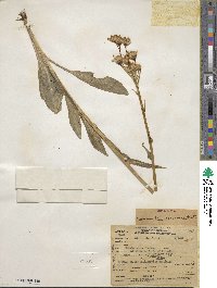 Senecio integerrimus image