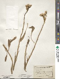 Senecio integerrimus image