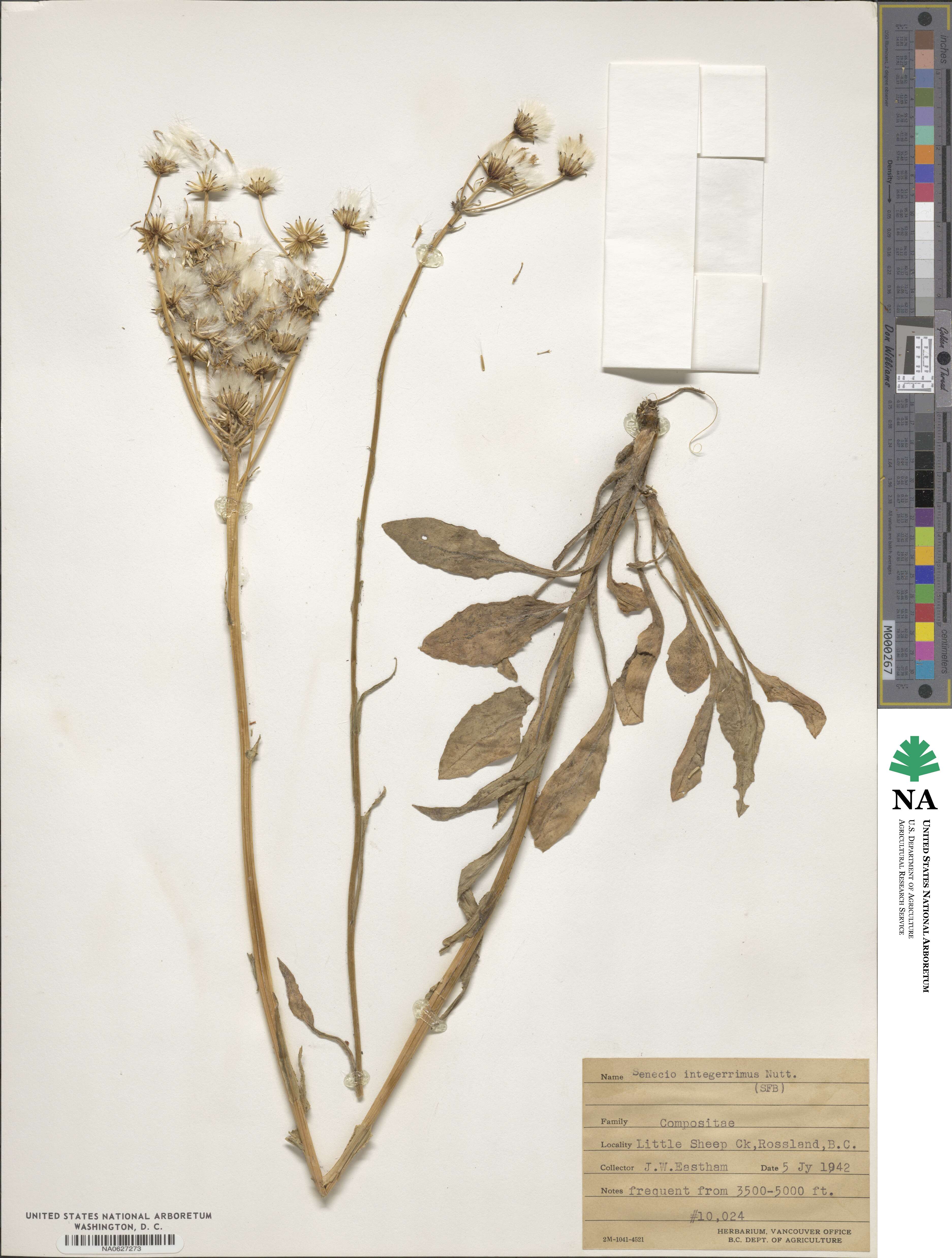 Senecio integerrimus image