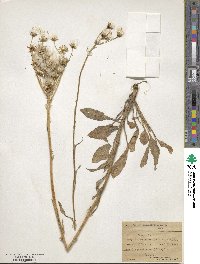 Senecio integerrimus image