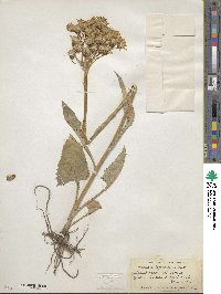 Senecio integerrimus image