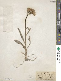 Senecio integerrimus image