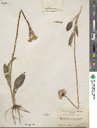 Senecio integerrimus image