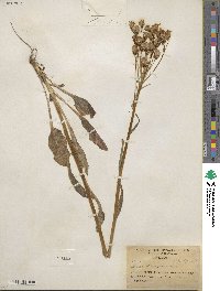 Senecio integerrimus image