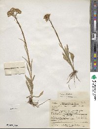 Senecio integerrimus image