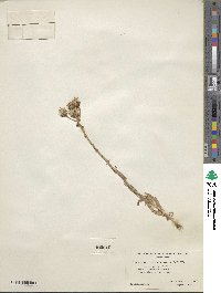 Senecio integerrimus image