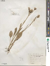 Senecio integerrimus image