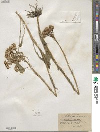 Senecio integerrimus image