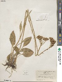 Senecio integerrimus image