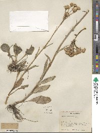 Senecio integerrimus image