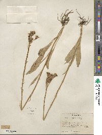 Senecio integerrimus image