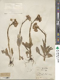 Senecio integerrimus image