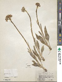 Senecio integerrimus image