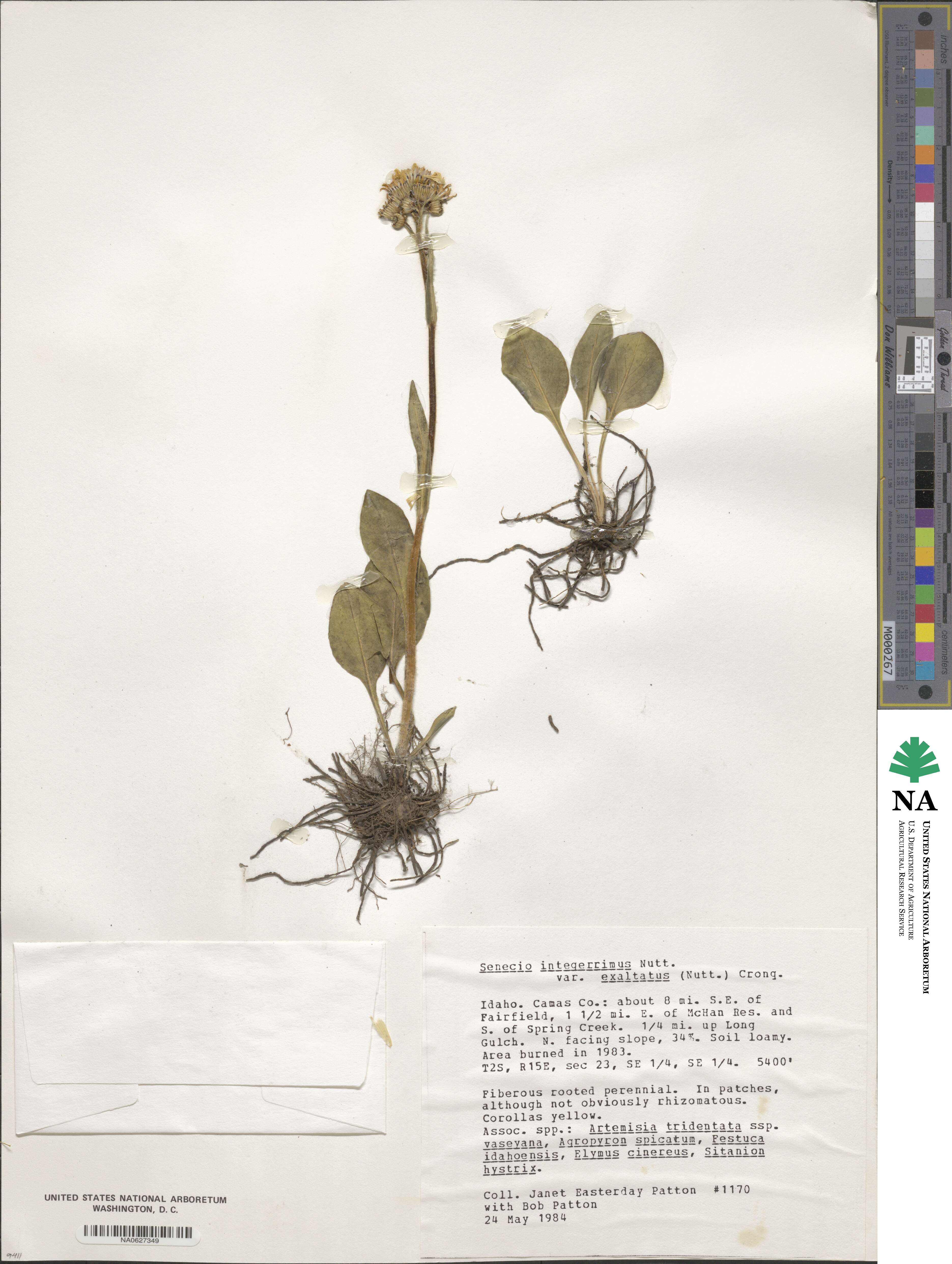 Senecio integerrimus image