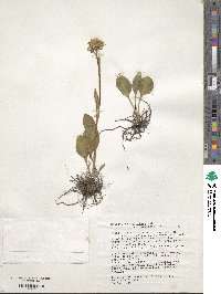 Senecio integerrimus image