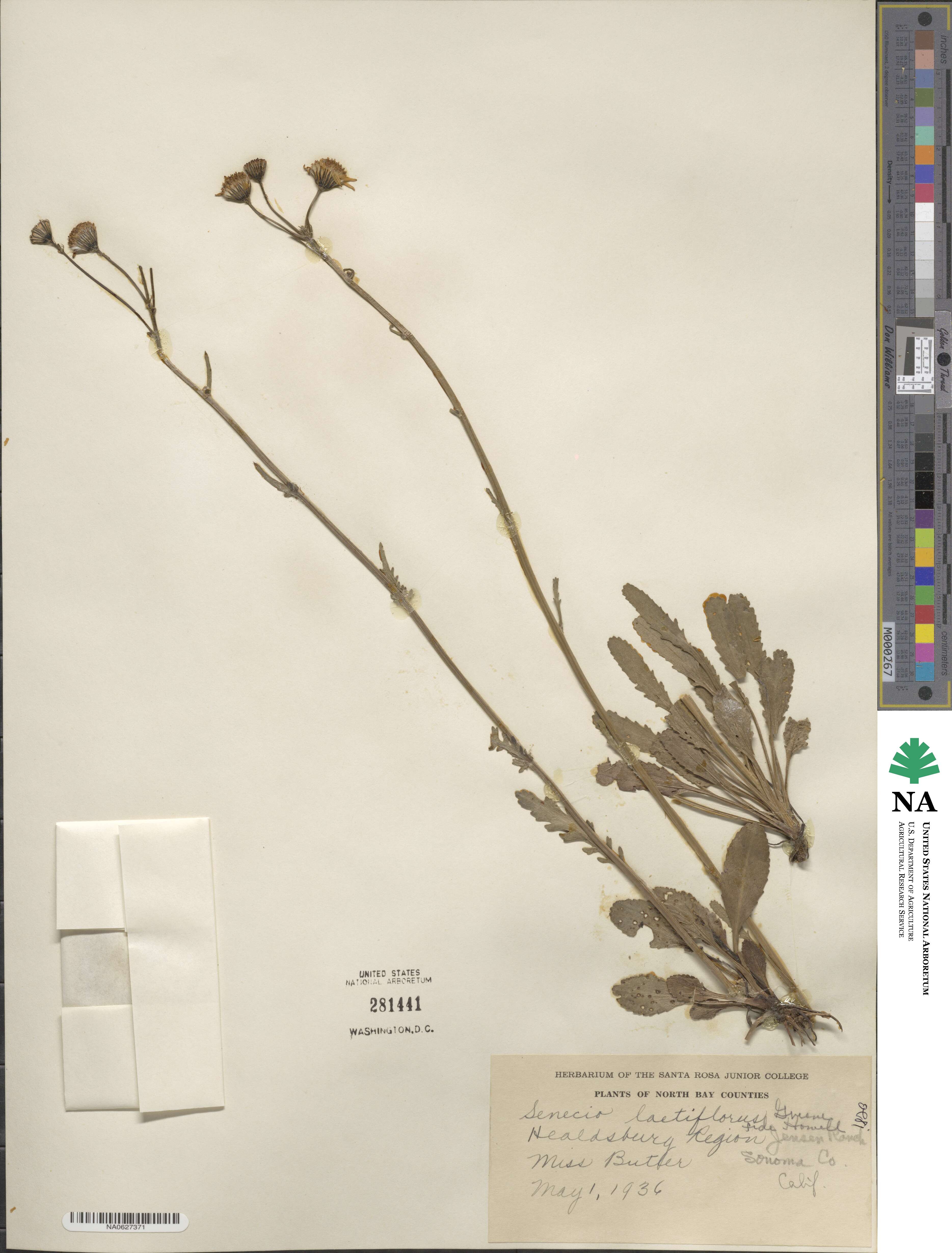 Packera streptanthifolia image