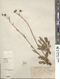 Packera streptanthifolia image