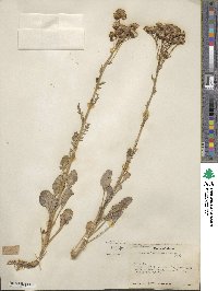 Packera streptanthifolia image