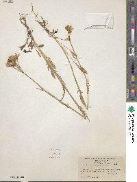 Packera streptanthifolia image