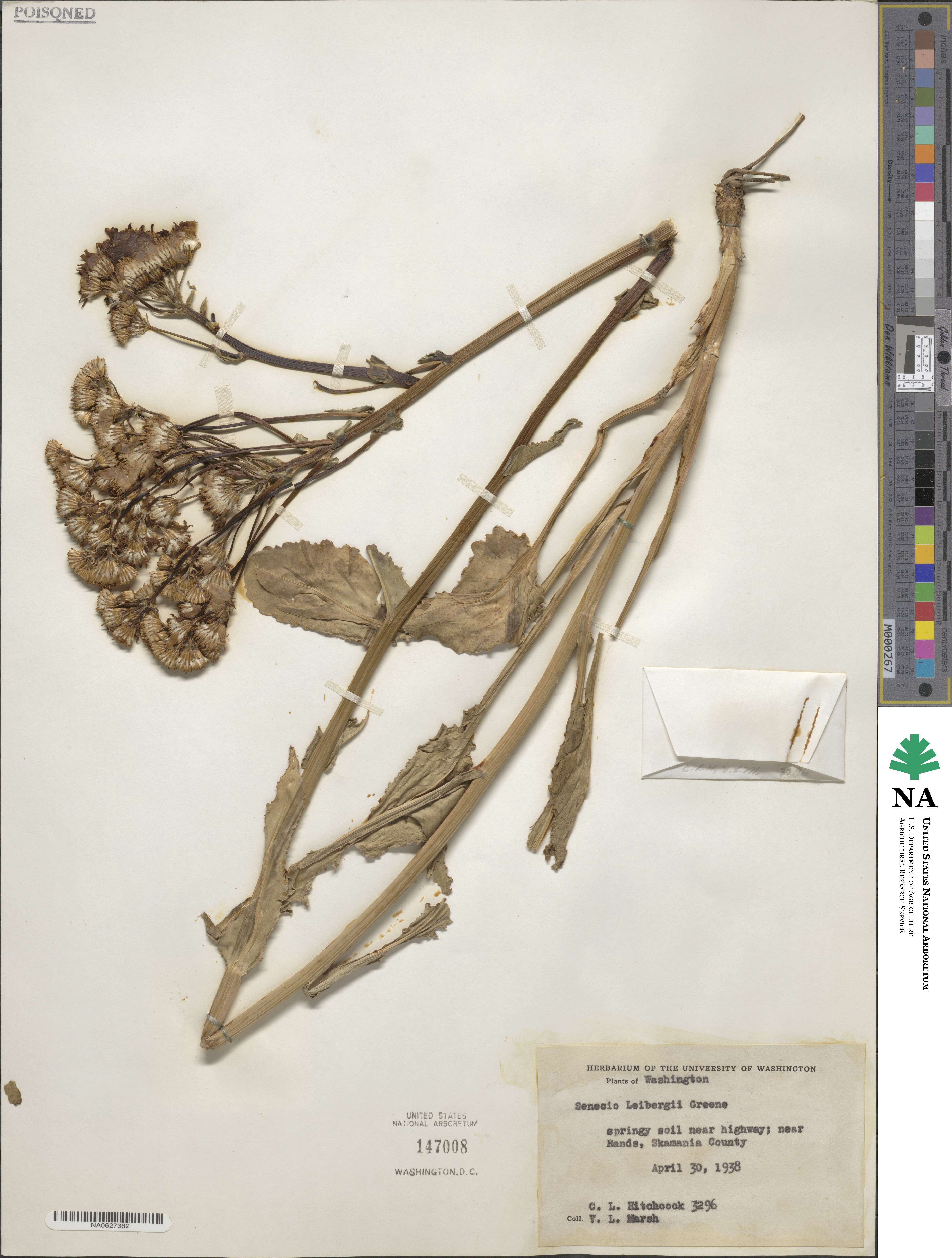 Senecio integerrimus var. ochroleucus image