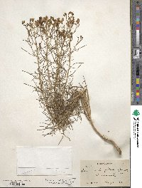 Senecio flaccidus image