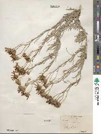 Senecio flaccidus image