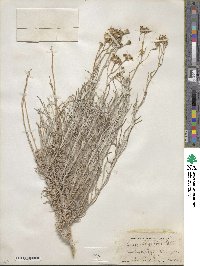 Senecio flaccidus image