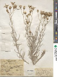 Senecio flaccidus image