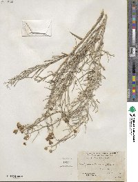 Senecio flaccidus image