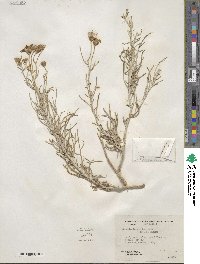 Senecio flaccidus image