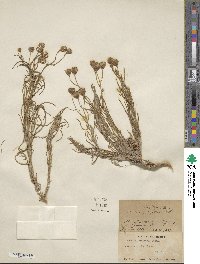 Senecio flaccidus image