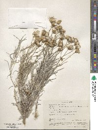 Senecio flaccidus image