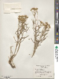 Senecio flaccidus image