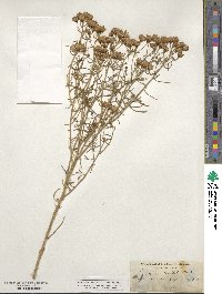 Senecio flaccidus image