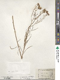 Senecio flaccidus image