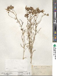 Senecio flaccidus image