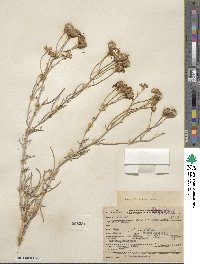 Senecio flaccidus image