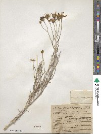 Senecio flaccidus image