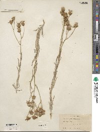 Senecio flaccidus image