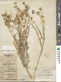 Senecio flaccidus image