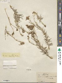 Senecio flaccidus image