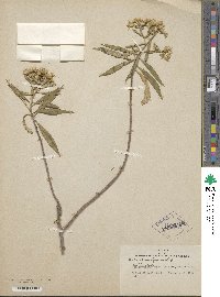 Senecio flaccidus image