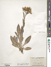 Senecio lugens image