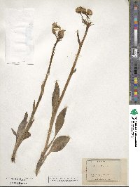 Senecio lugens image