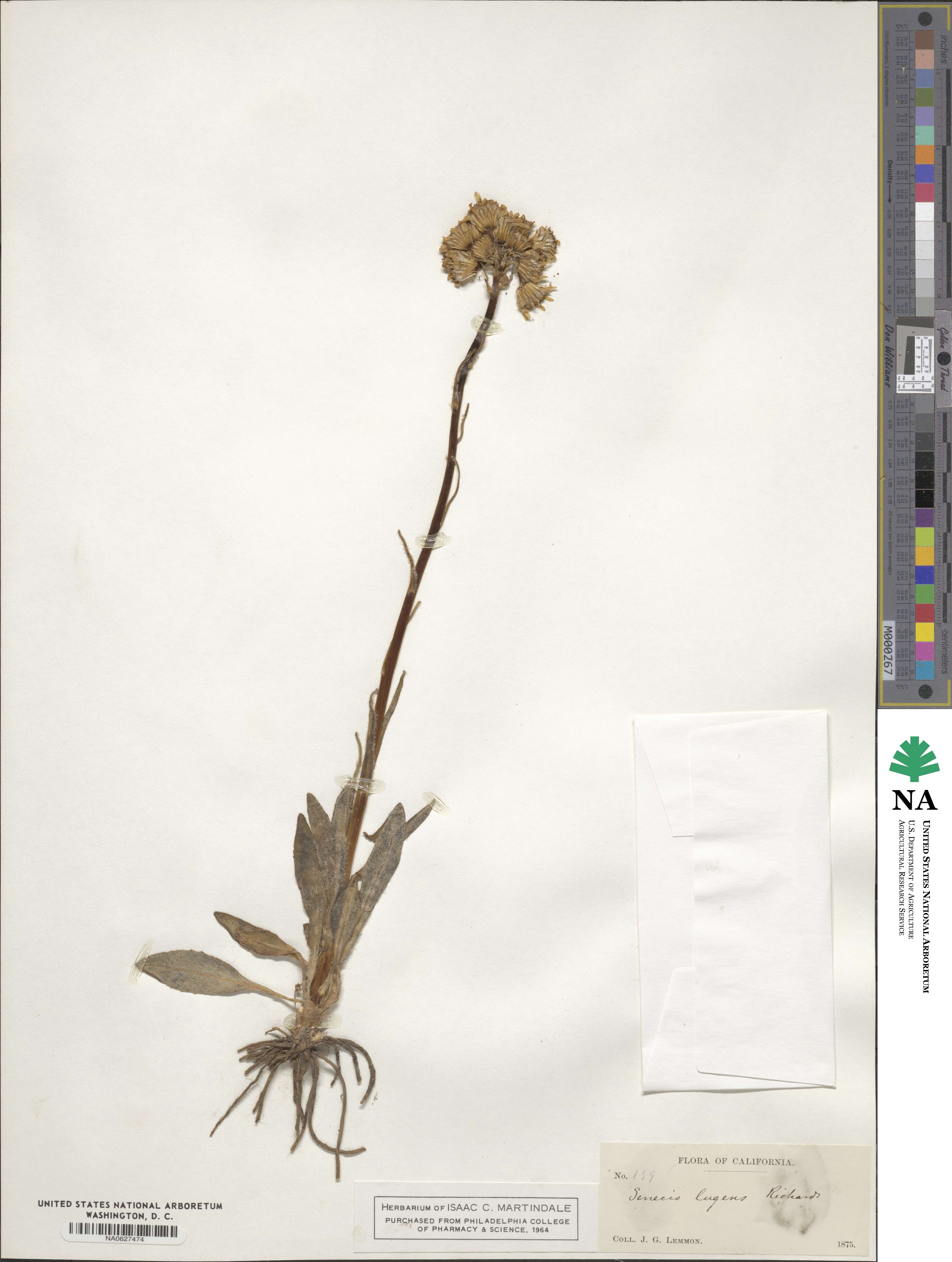 Senecio lugens image