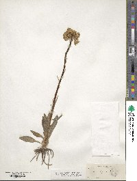 Senecio lugens image